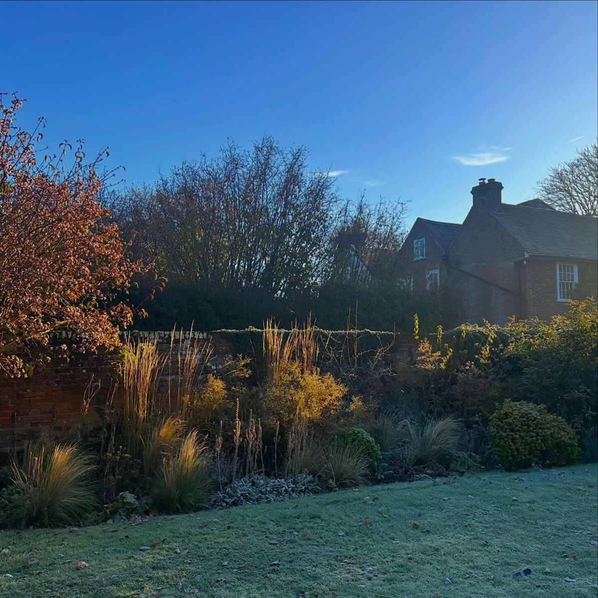 A garden border of ornamental grasses and shrubs on a frosty morning