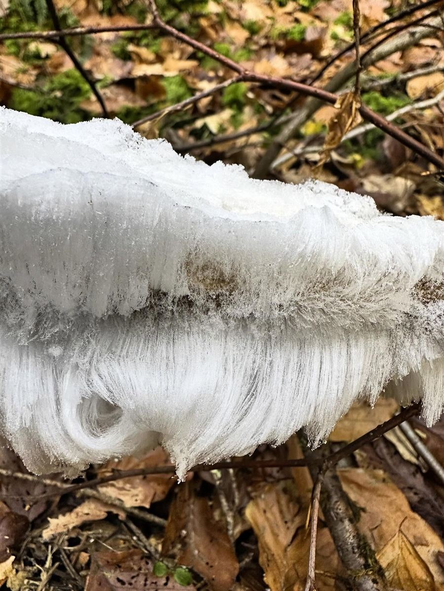 Fine white threads of hair ice on a piece of decaying wood