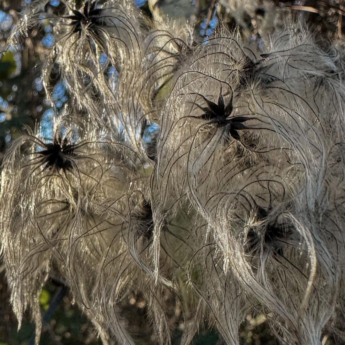 Fluffy silver seedheads