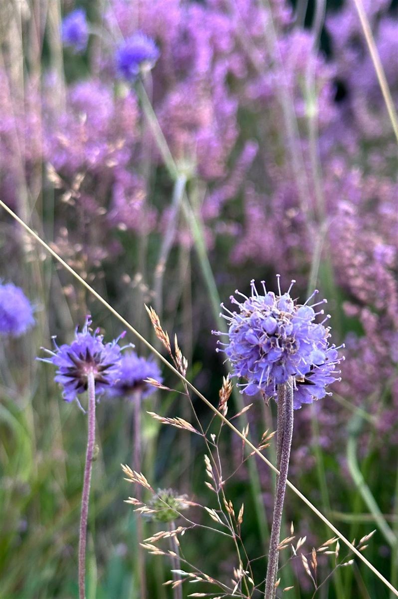 Purple wildflowers in long grass